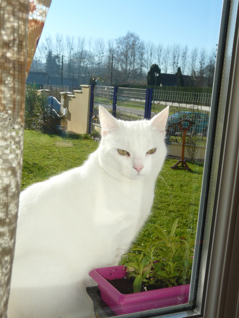 Chat à la fenêtre