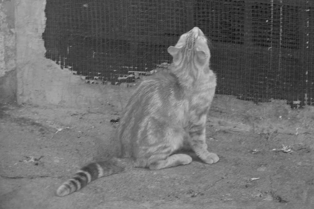 Chat à l'écoute