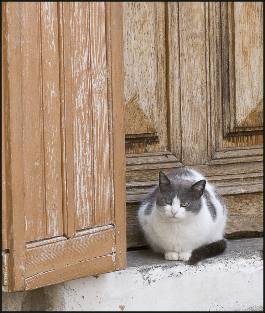 Chat à sa porte