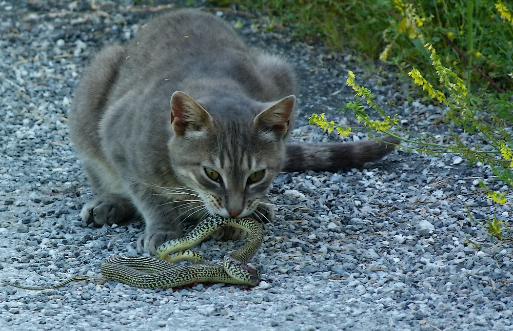 * chat alors !! *