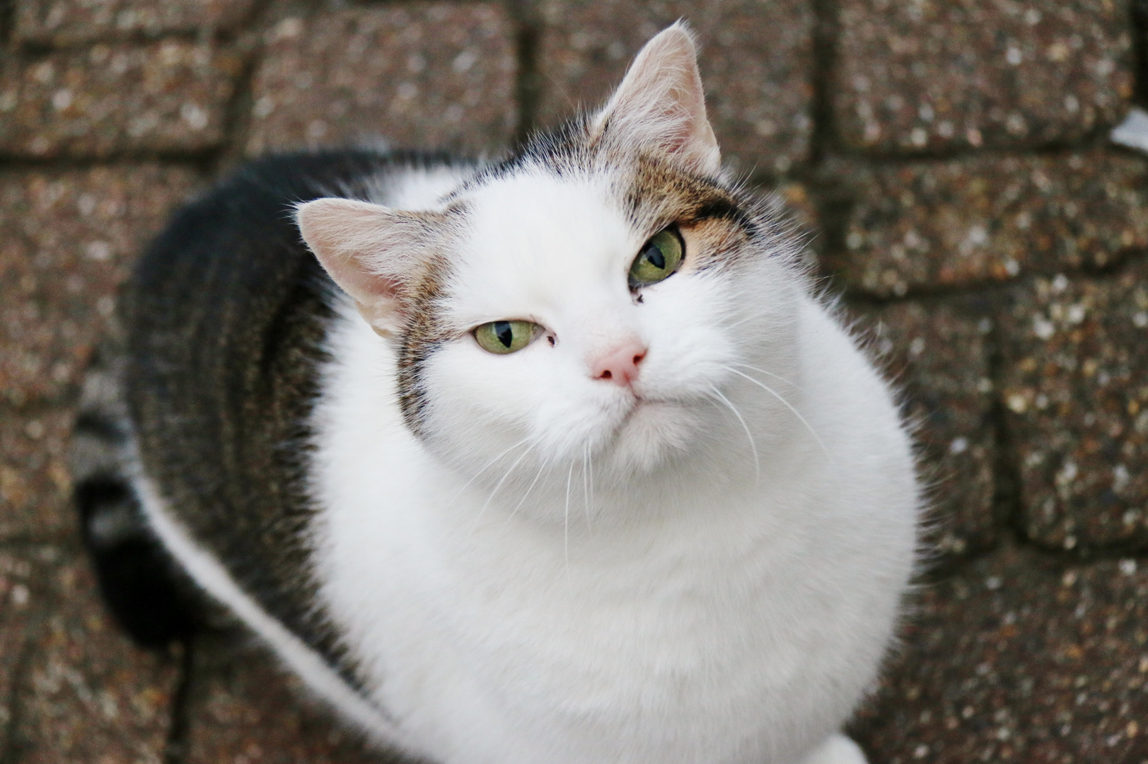 Chat au regard expressif dans la ruelle derrière le château de Clervaux.