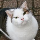 Chat au regard expressif dans la ruelle derrière le château de Clervaux.