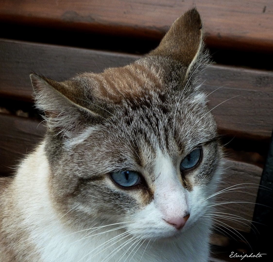 chat aux yeux bleus