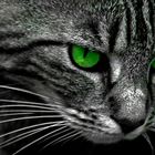 chat aux yeux verts ...