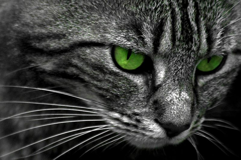 chat aux yeux verts ...