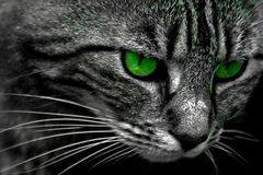 chat aux yeux verts ...