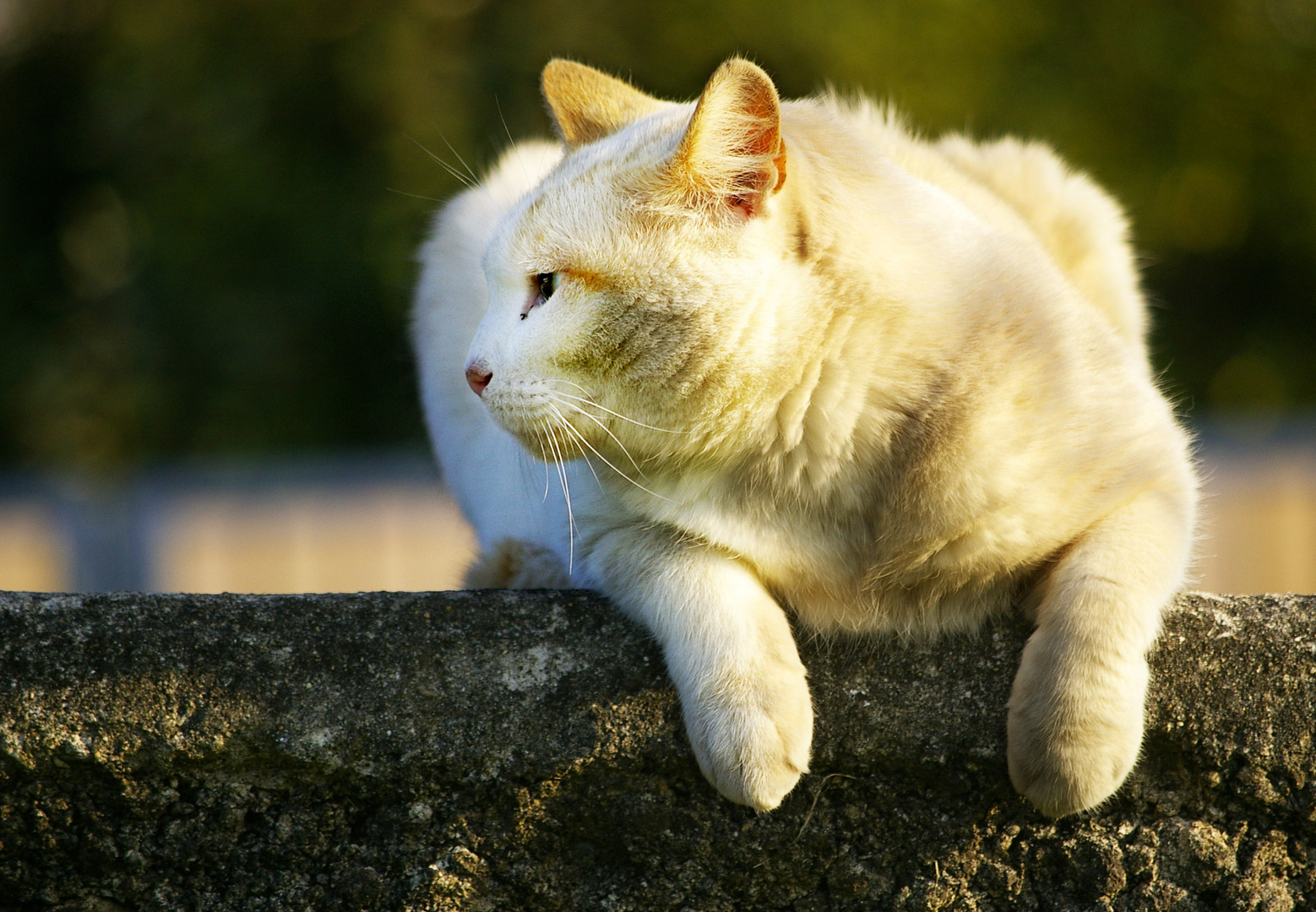 chat badaud