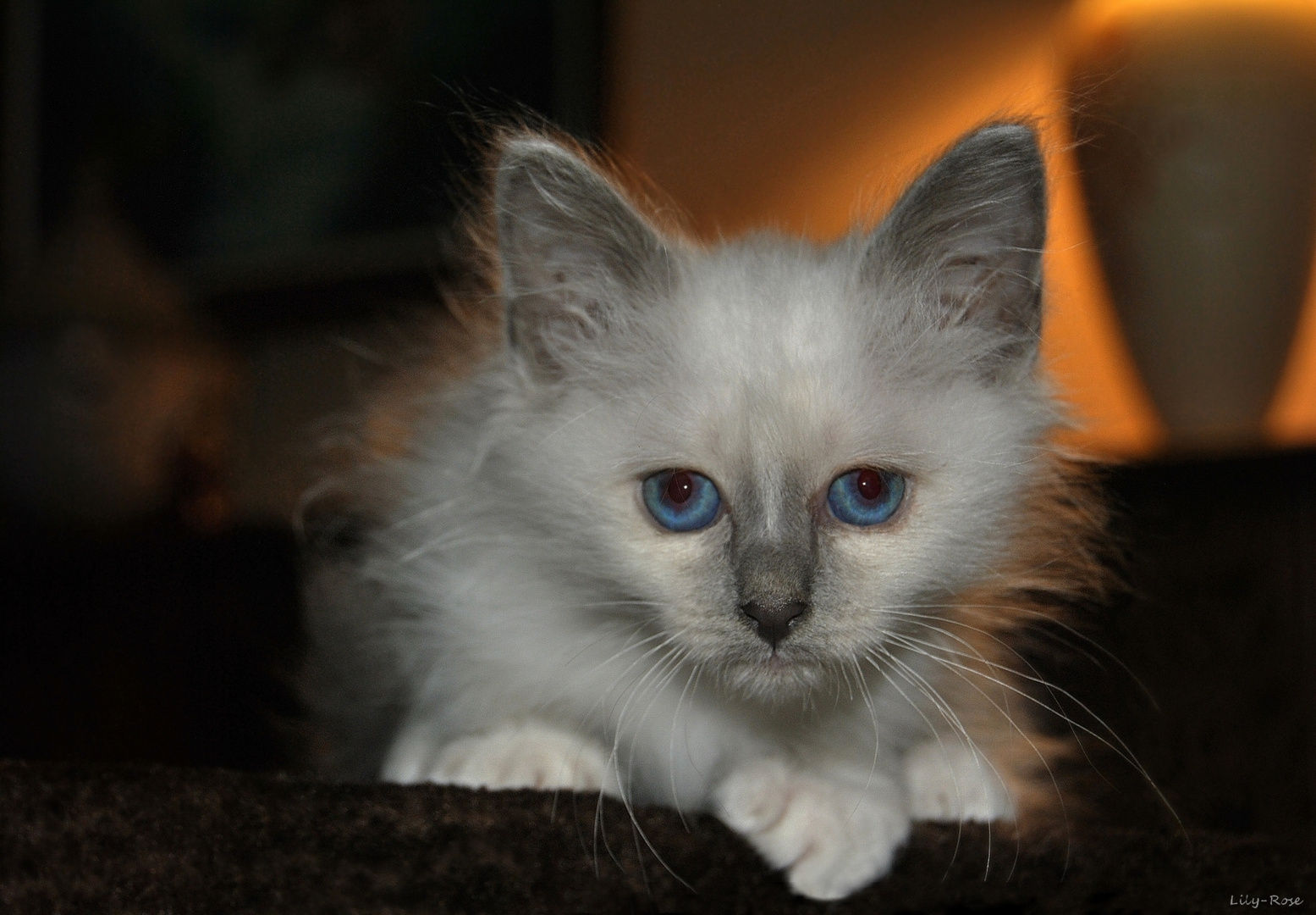 ... Chat Beauté ...