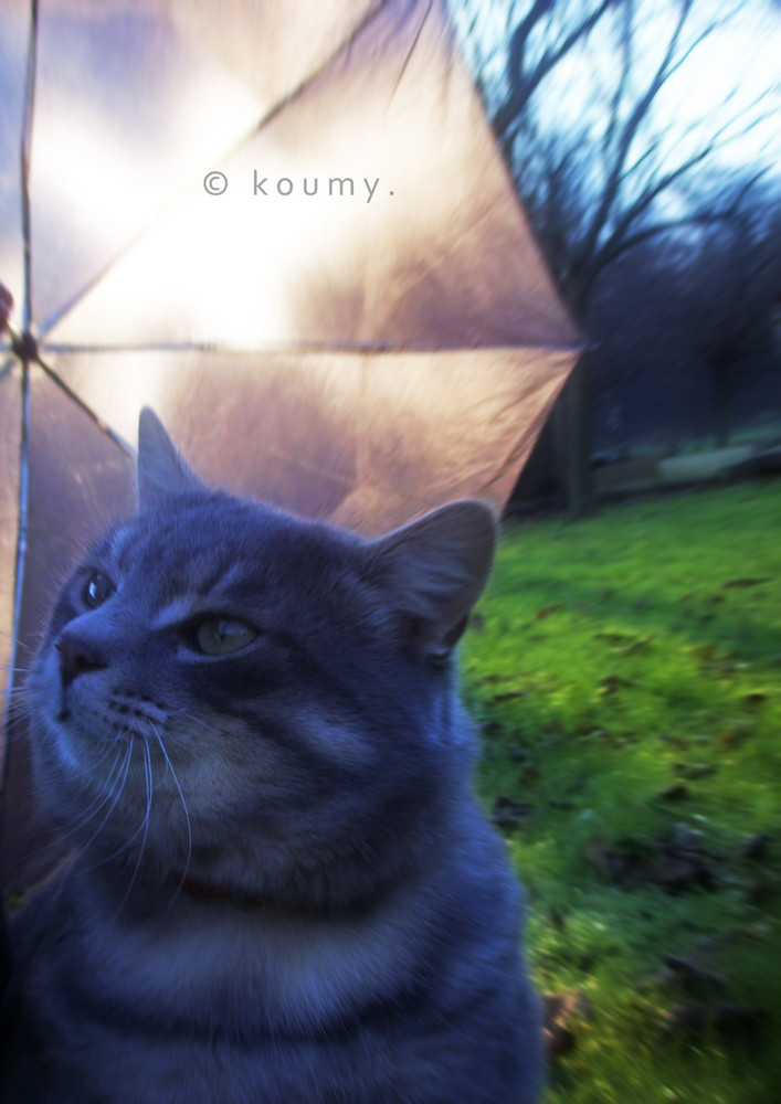 Chat beauté