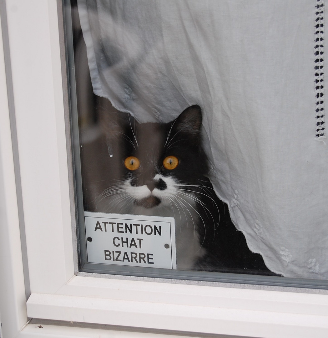 chat bizarre