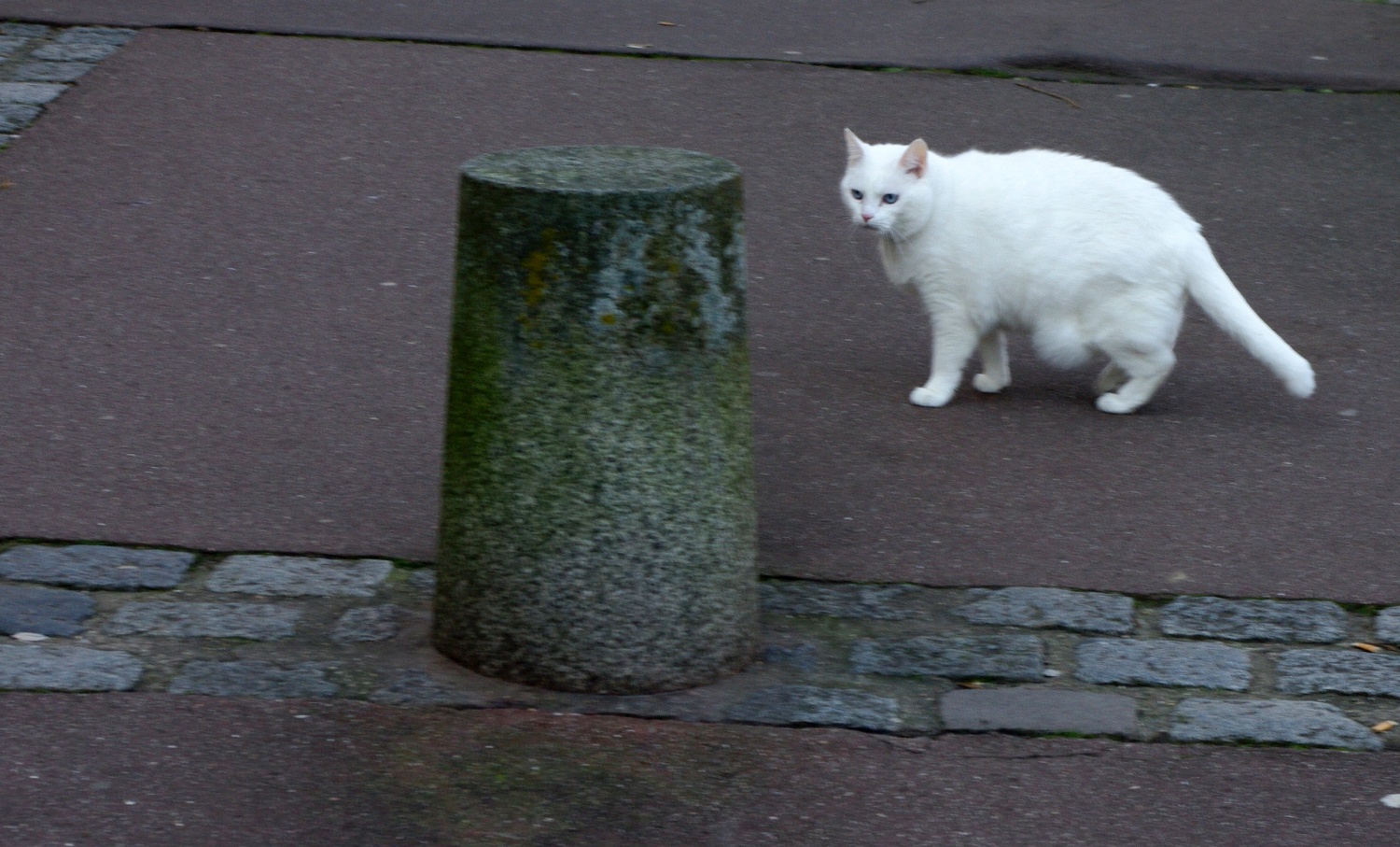 Chat blanc