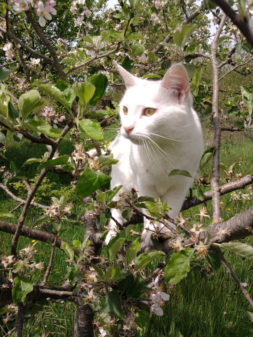 [ Chat Blanc ]