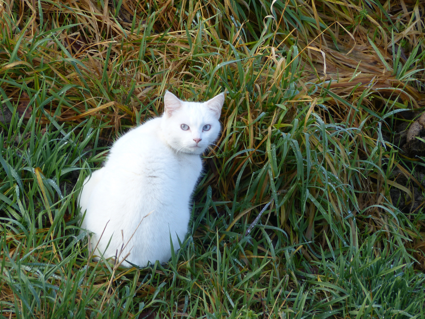 Chat blanc 