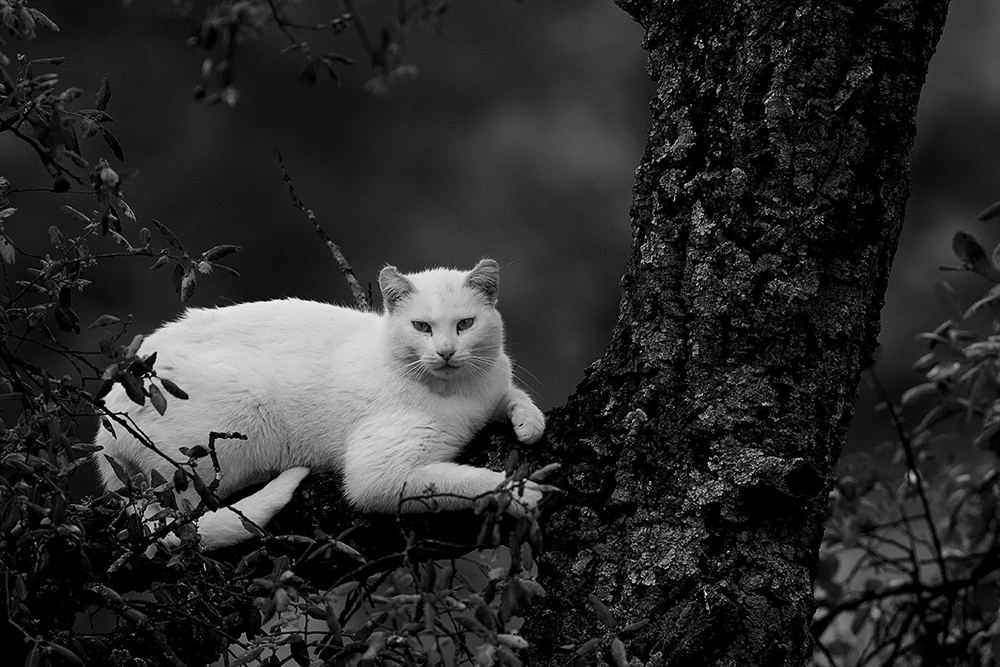 Chat blanc en sous bois