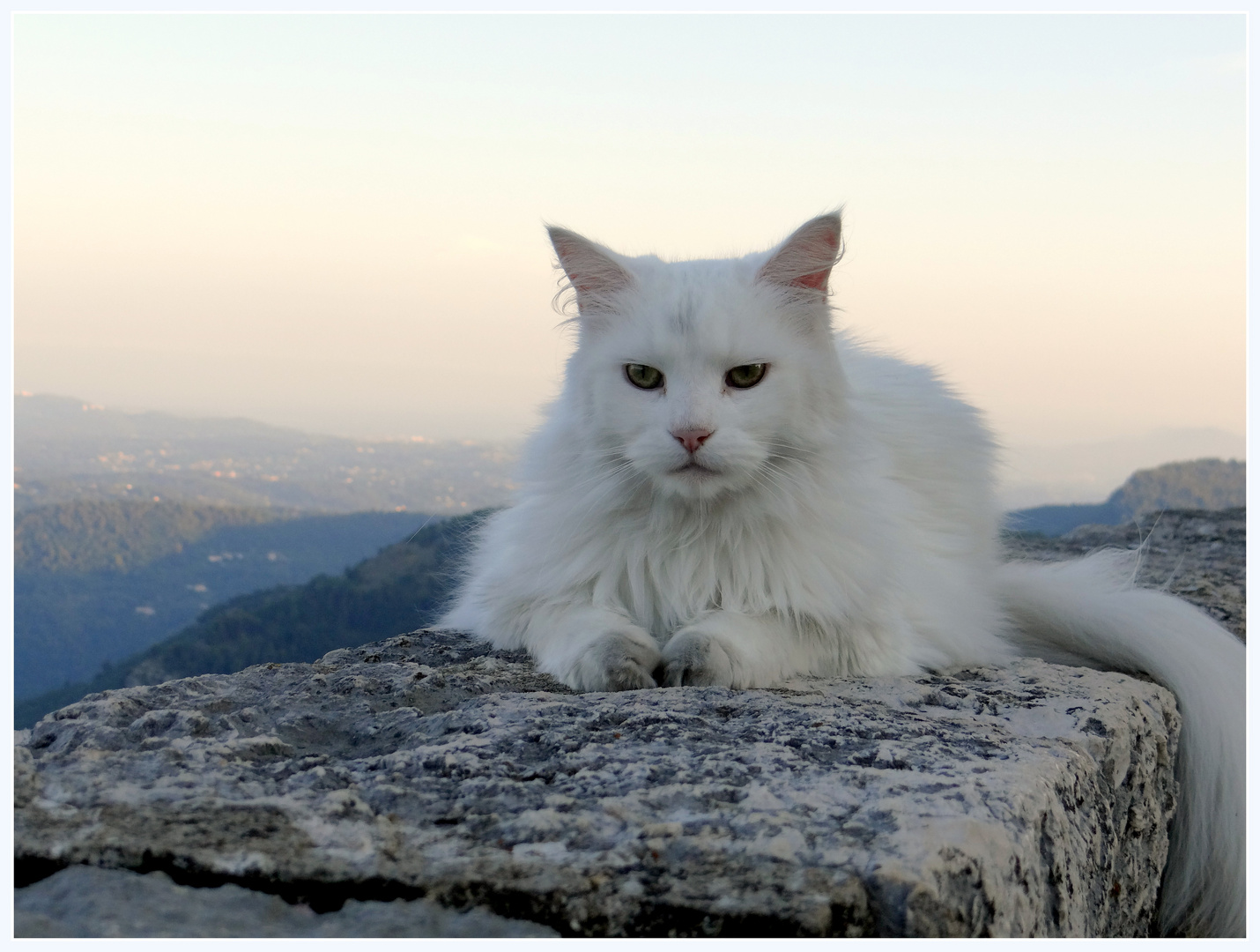 Chat blanc sur les remparts