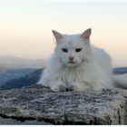 Chat blanc sur les remparts