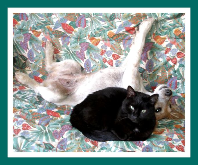 Chat Boudeur Photo Et Image Animaux Animaux Domestiques Nature Images Fotocommunity Chat Boudeur Photo Et Image Animaux Animaux Domestiques Nature Images Fotocommunity
