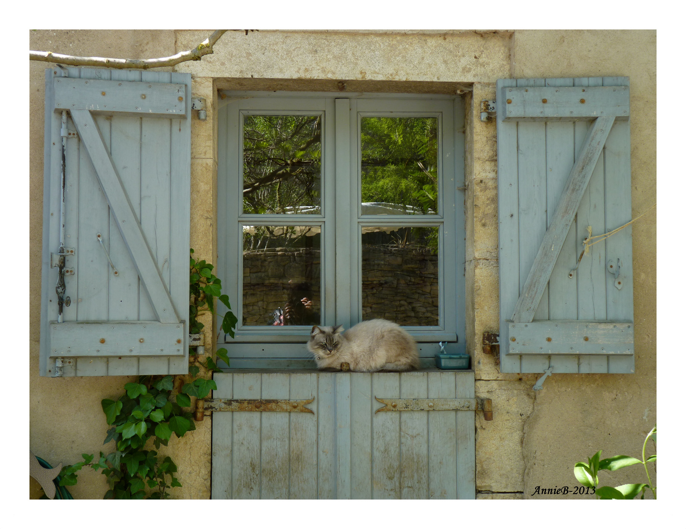 Chat bruniquelais