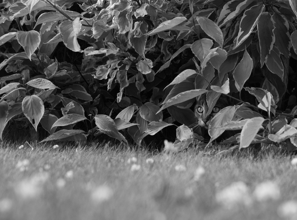 Chat Cache Photo Et Image Animaux Animaux Domestiques Chats Images Fotocommunity