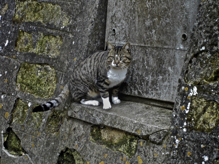 Chat caméléon