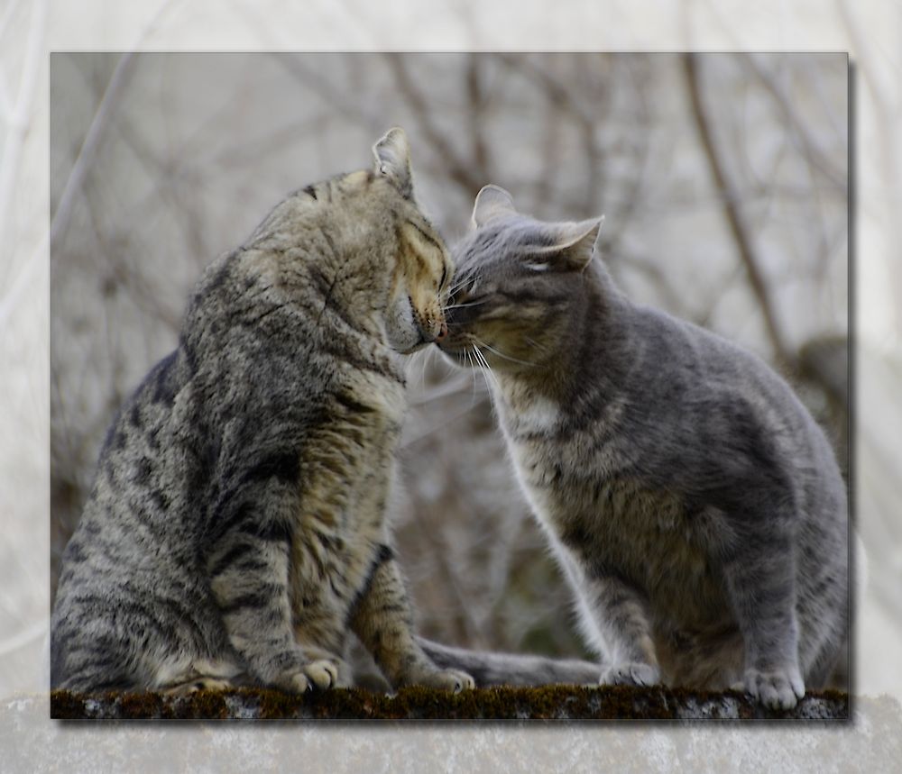 * chat c'est de l'amour * !!!