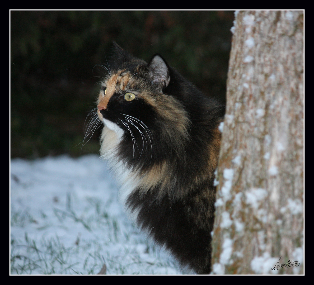 Chat ch'est froid !!!