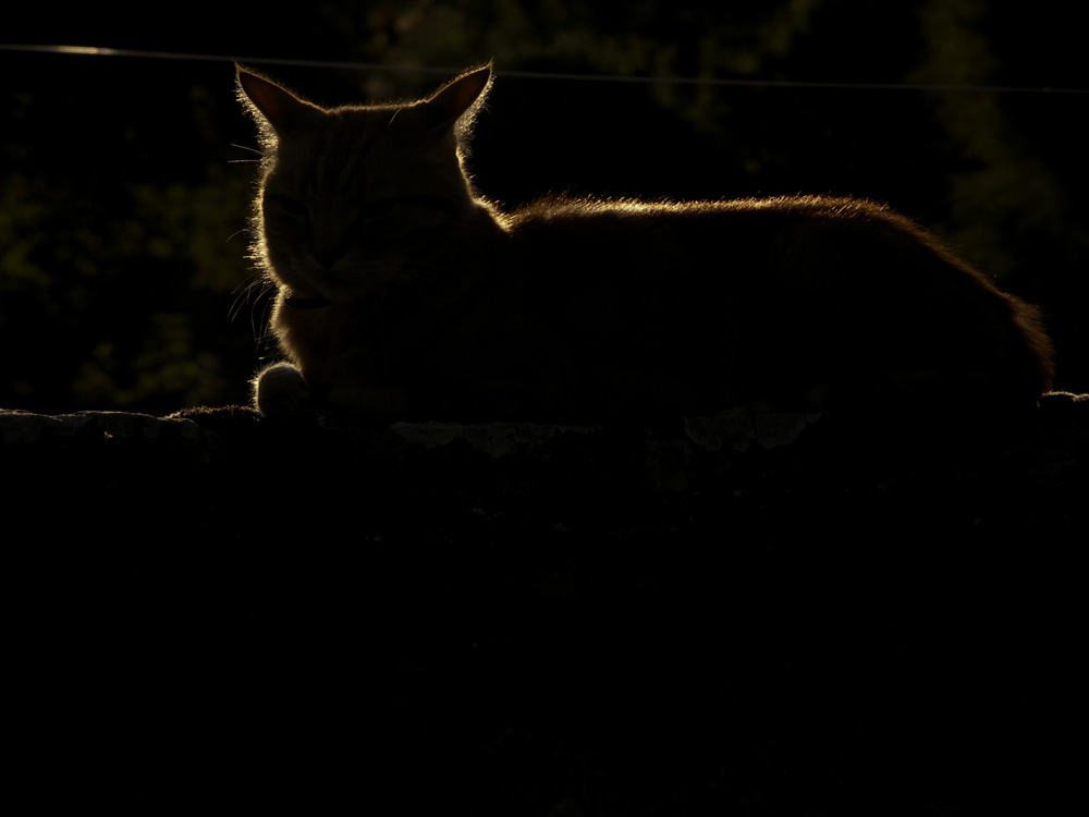 Chat contre-jour, test