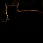 Chat contre-jour, test