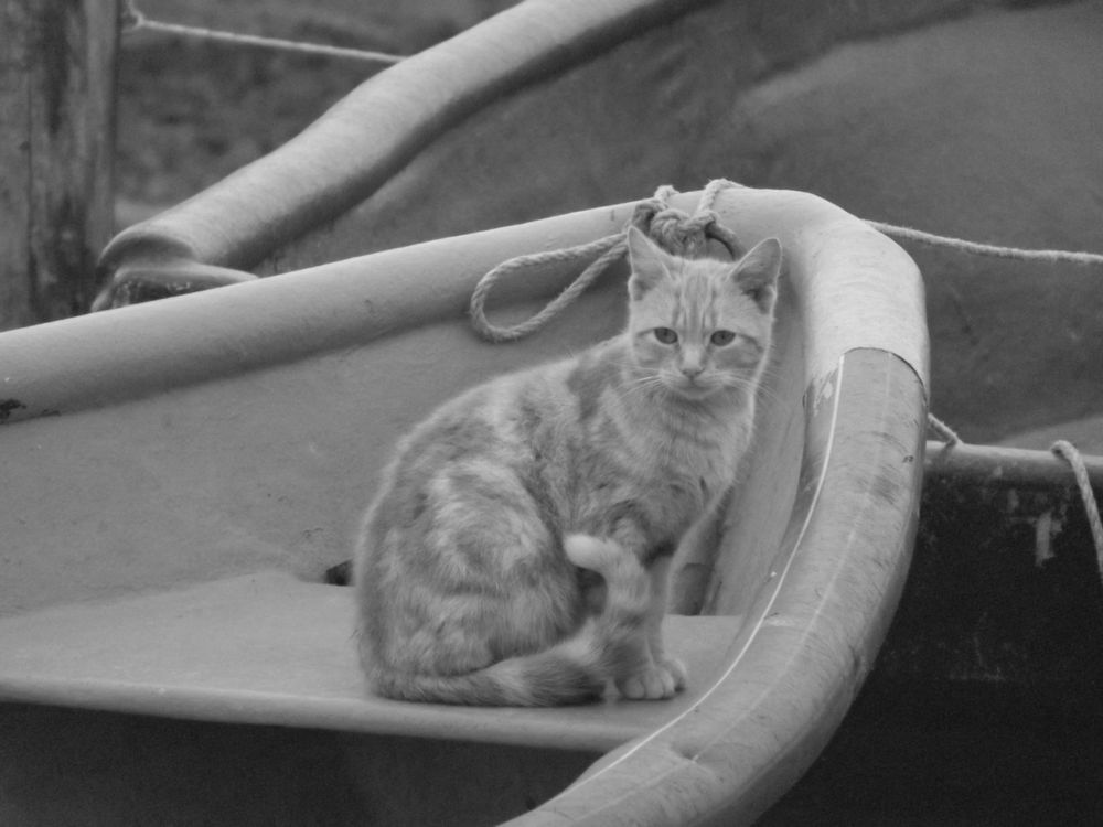 Chat dans barque by emma di cara 