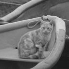 Chat dans barque