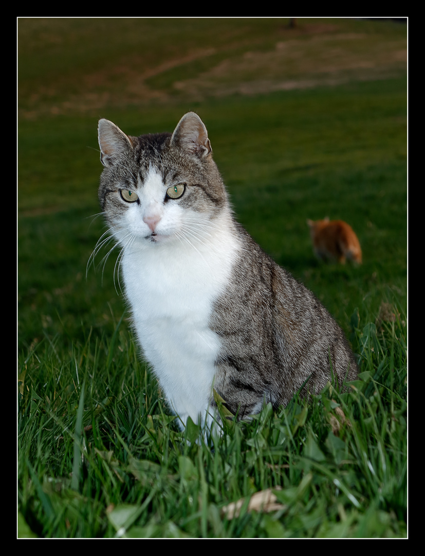 Chat dans la nature