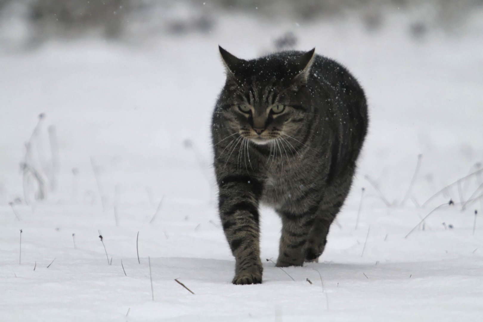 chat dans la neige