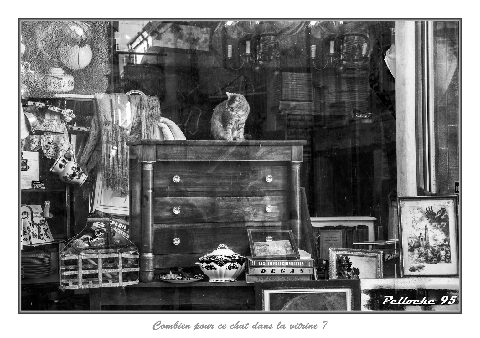 Chat dans la vitrine