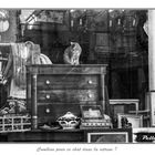 Chat dans la vitrine