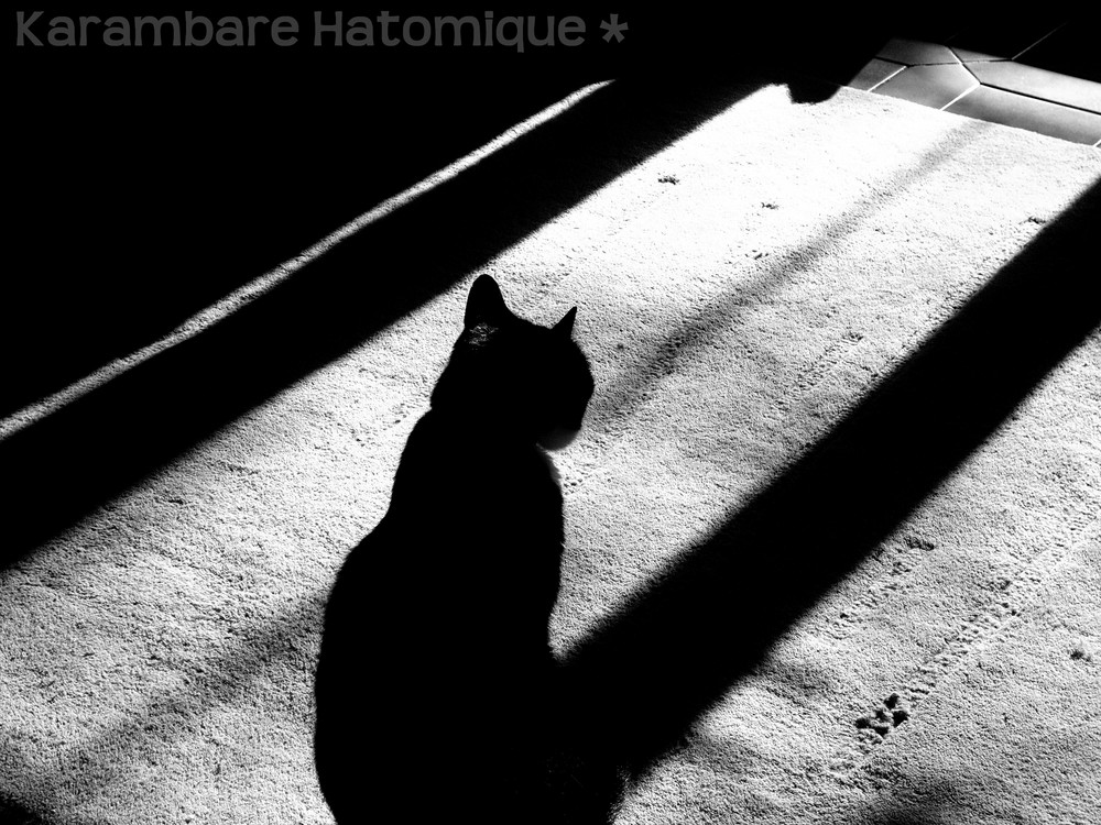 Chat dans l'ombre