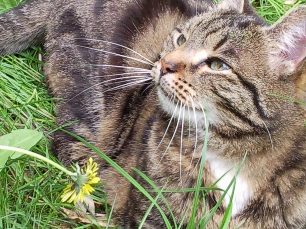 Chat de Goutière