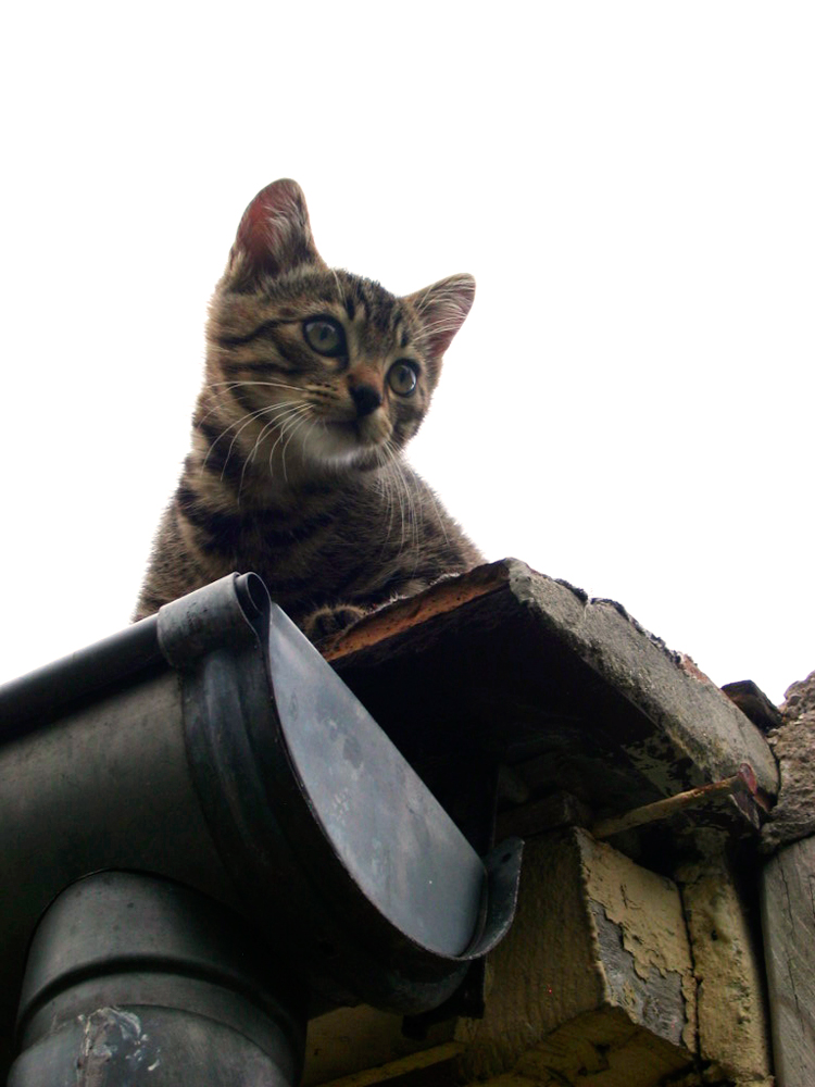 Chat... de gouttière