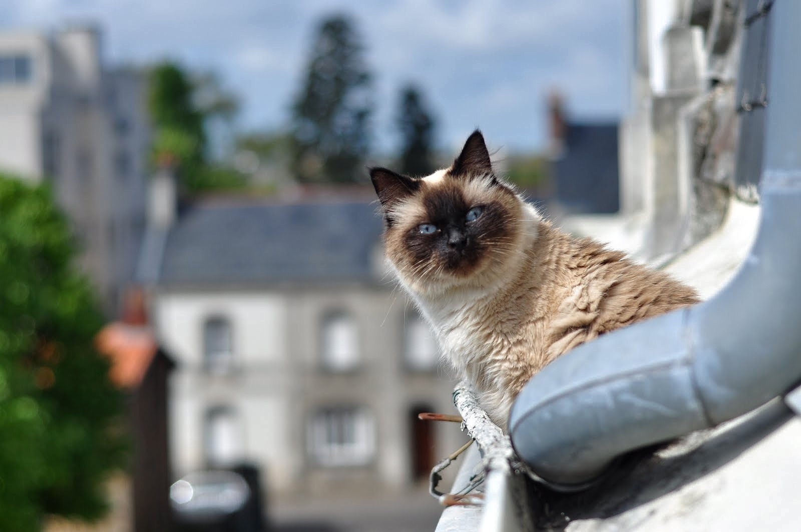 Chat de gouttière