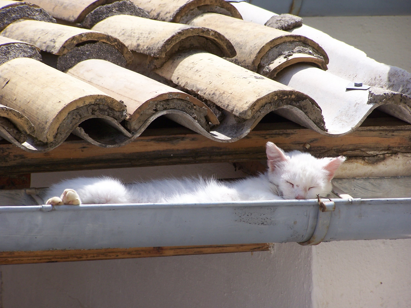 Chat de gouttières