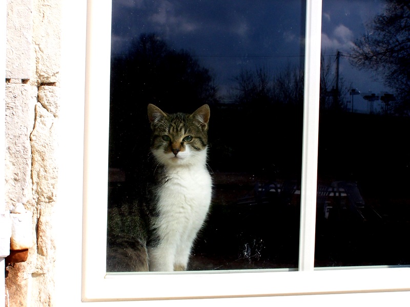 Chat de Luxe