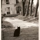 Chat de Montmartre