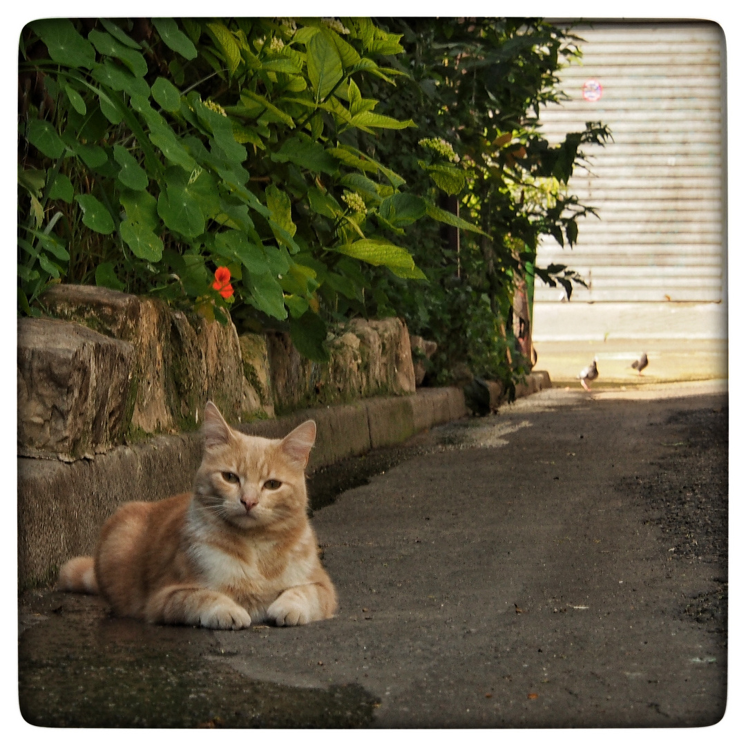 Chat de rue photo et image animaux, animaux domestiques, chats Images