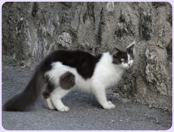 Chat de village