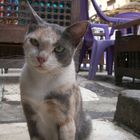 Chat D'Egypte