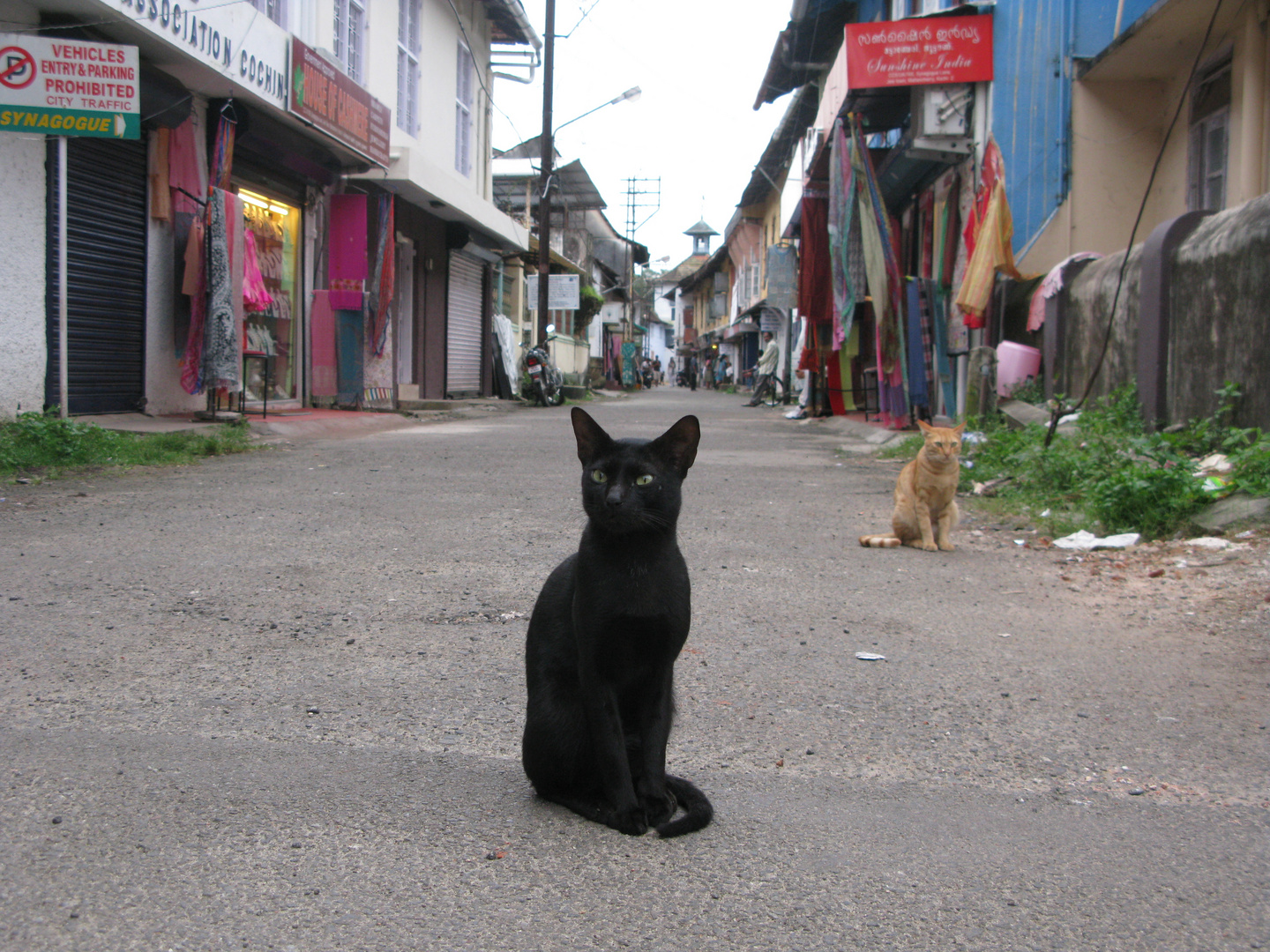 chat des rues