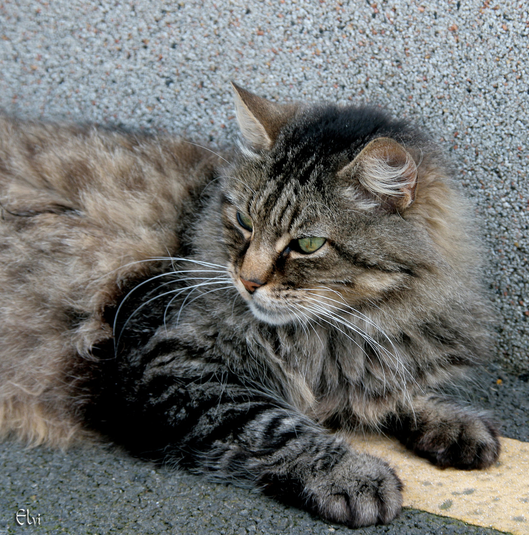 chat des rues