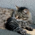 chat des rues