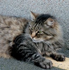chat des rues