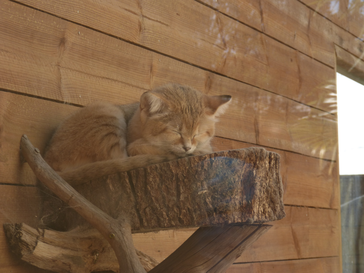 Chat des sables