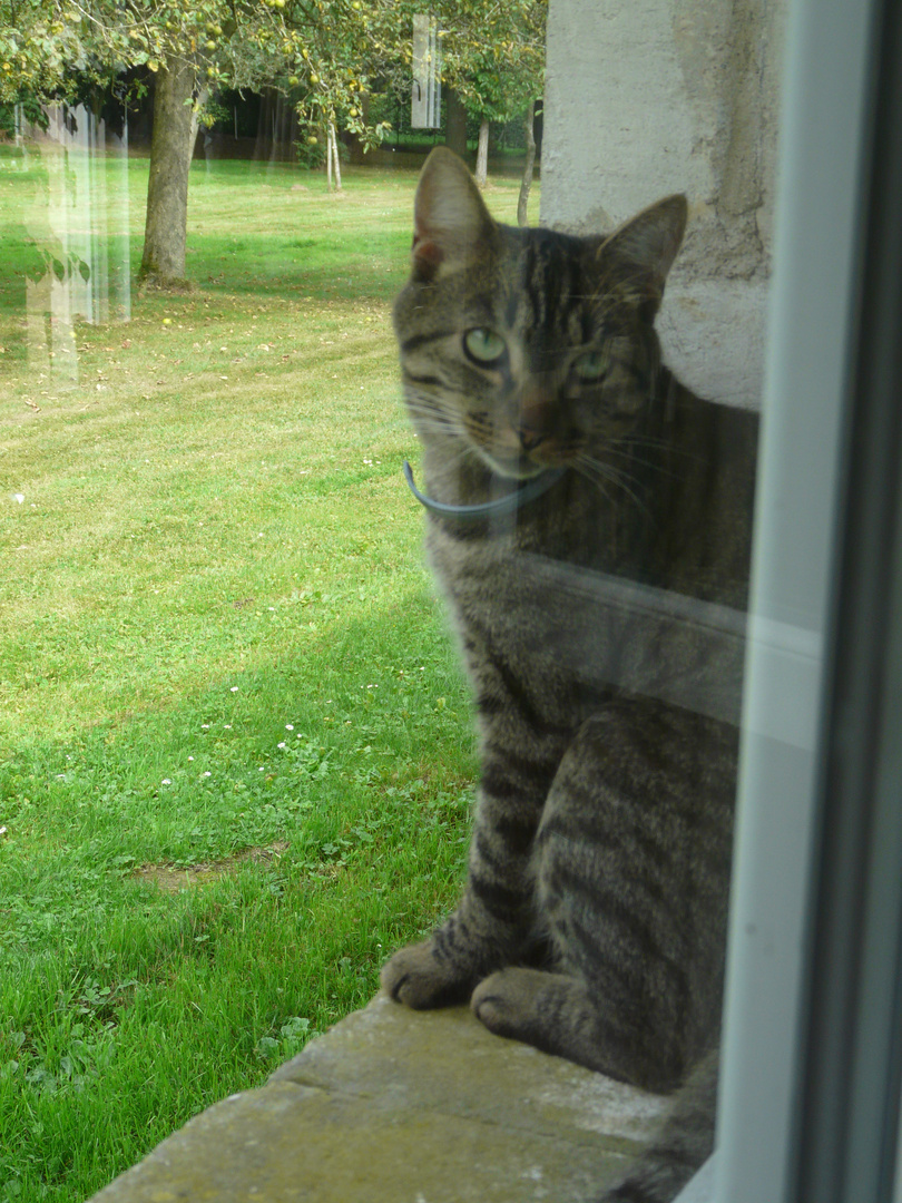 chat devant la fenêtre